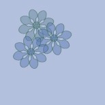delicate